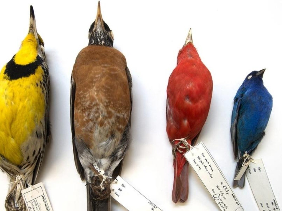  Cambio climático: por qué el cuerpo de los pájaros se está encogiendo mientras sus alas crecen