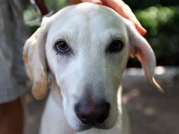 El delito de crueldad animal se castiga con un periodo de seis meses a dos años de prisión y una multa de 50 a 500 días de salario mínimo vigente. NTX / ARCHIVO