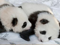 El nacimiento de los cachorros refuerza la tradición diplomática en la que el gobierno de China regala ejemplares de estos osos. AP / M. Sohn