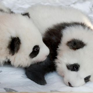 Presentan a dos cachorros de panda en Zoológico de Berlín