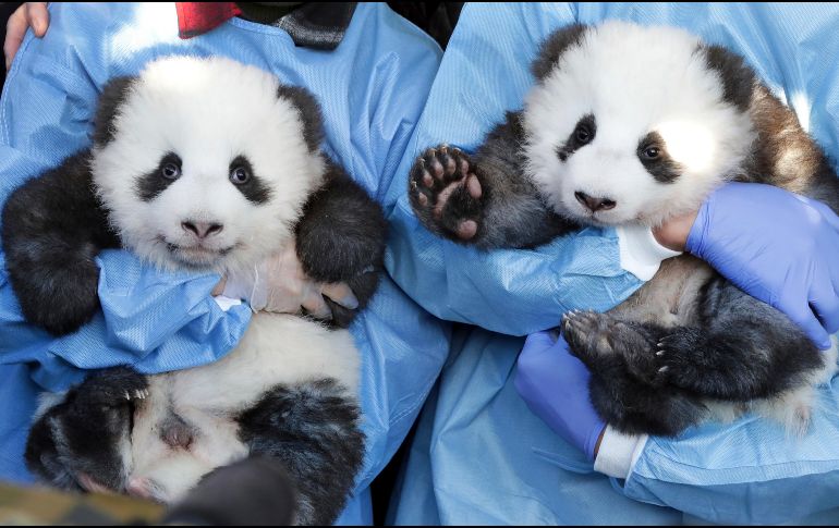 A pesar de la presentación los pandas no estarán visibles al público, ya que serán protegidos hasta enero. EFE / C, Bilan