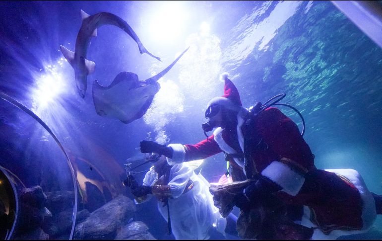 La alimentación festiva de tiburones, mantarrayas y otros animales se ha convertido en un evento anual en el acuario. AFP/J. Carstensen
