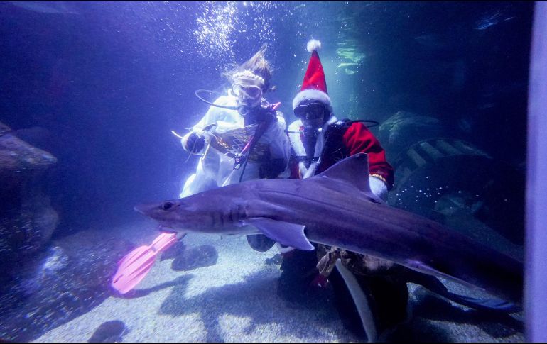 La alimentación festiva de tiburones, mantarrayas y otros animales se ha convertido en un evento anual en el acuario. AFP/J. Carstensen