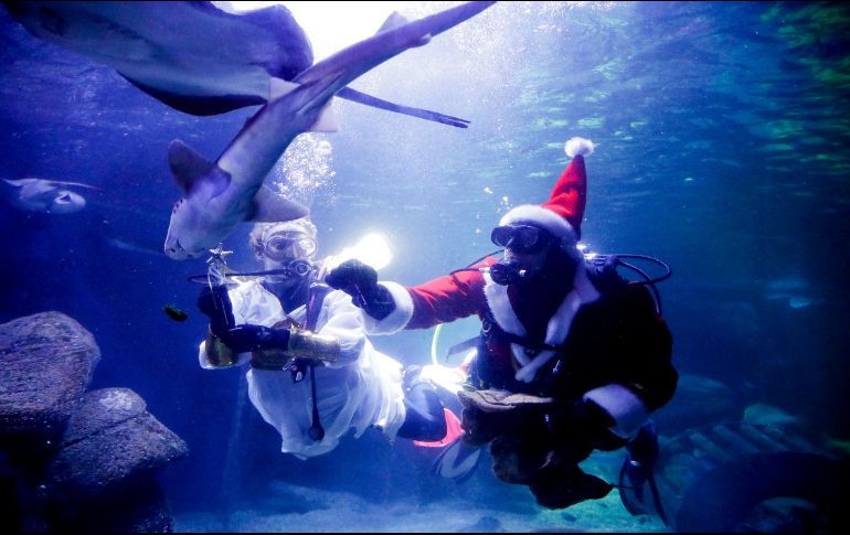 La alimentación festiva de tiburones, mantarrayas y otros animales se ha convertido en un evento anual en el acuario. AP/M. Schreiber