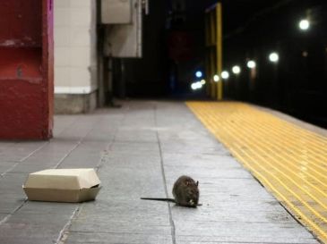 Las ratas no son seres desconocidos para los residentes de la ciudad de grandes ciudades como Nueva York. GETTY IMAGES
