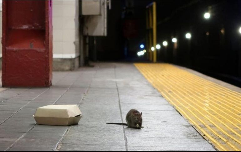 Las ratas no son seres desconocidos para los residentes de la ciudad de grandes ciudades como Nueva York. GETTY IMAGES
