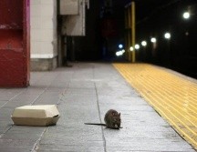 Las ratas no son seres desconocidos para los residentes de la ciudad de grandes ciudades como Nueva York. GETTY IMAGES
