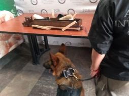 El paquete fue entregado al Ministerio Público Federal, que inició las investigaciones contra quien resulte responsable por delitos contra la salud. ESPECIAL/