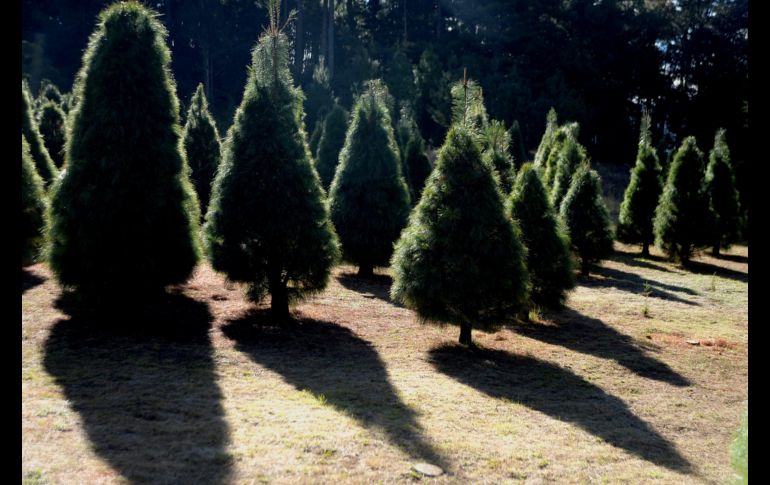 Una plantación de árboles de Navidad en la comunidad de El Aguaje, en San Cristóbal de las Casas. EFE/C. López
