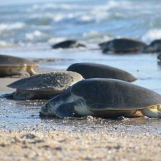 Las tortugas podrían ayudar a medir la temperatura del mar