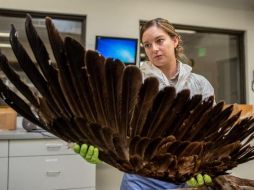 La especialista en vida silvestre Laura Mallory examina la envergadura de un águila real.
