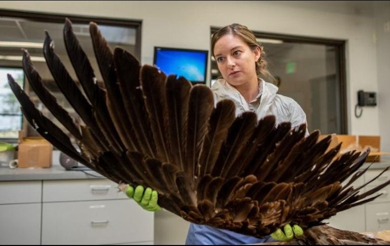 La especialista en vida silvestre Laura Mallory examina la envergadura de un águila real.