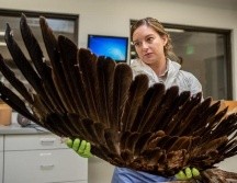 La especialista en vida silvestre Laura Mallory examina la envergadura de un águila real.