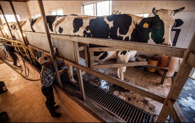 En México se producen 30 millones de litros de leche diarios, de los cuales más de seis millones de litros se producen en Jalisco y representan poco más del 20% del total nacional. EL INFORMADOR/ ARCHIVO