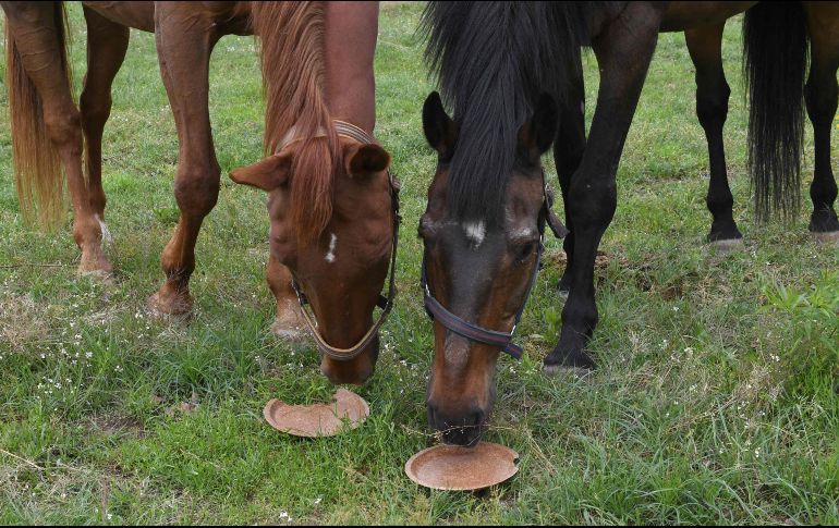 Señalan que los caballos quedaron muertos dispersos en una zona de gran tamaño y parece que fueron cazados. AFP/ARCHIVO