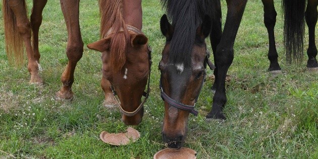 Matan a 15 caballos a tiros en Kentucky
