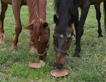 Señalan que los caballos quedaron muertos dispersos en una zona de gran tamaño y parece que fueron cazados. AFP/ARCHIVO