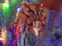 Creen que el búho había estado en el árbol desde que lo compraron, pero estaba escondido. AP/Billy Newman Photography