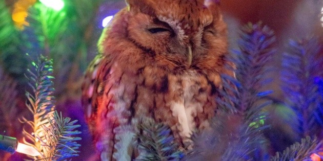 Una familia descubre un b&uacute;ho en su &aacute;rbol de Navidad