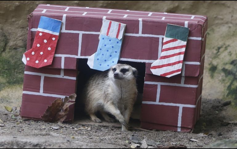 Una suricata juega con una caja de regalo con insectos este sábado en el zoológico de Cali. EFE/E. Guzmán