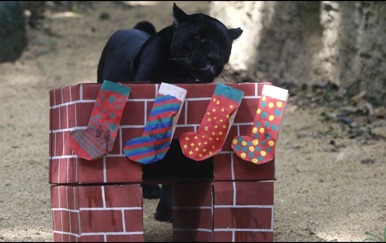 Una pantera juega con una caja de regalo que contiene pescado. EFE/E. Guzmán