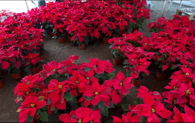 Se estima que en México se producen alrededor de 25 a 30 millones de plantas de nochebuena para la temporada de Navidad. NTX / ARCHIVO