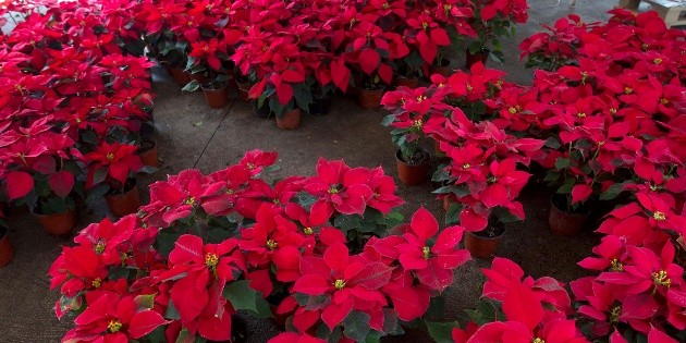 Pintan la Navidad con nochebuenas multicolores