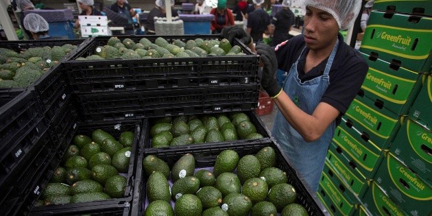 Aguacate local llegar&aacute; a China antes que a EU