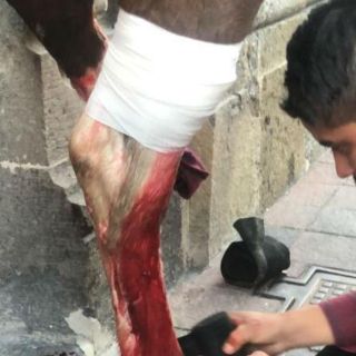Caballo resulta herido tras atorarse en alcantarilla en el Centro tapatío