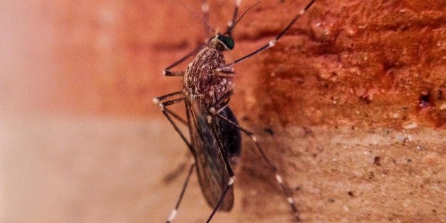 Este a&ntilde;o, el m&aacute;s letal en muertes por dengue