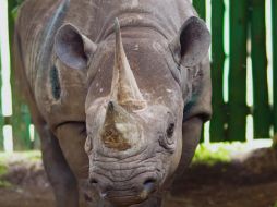 La esperanza de vida de los rinocerontes se sitúa entre los 37 y los 43 años en libertad, pero pueden vivir una década más en cautiverio, según la autoridad de Ngorongoro. EFE / EPA / S. Nsyuka