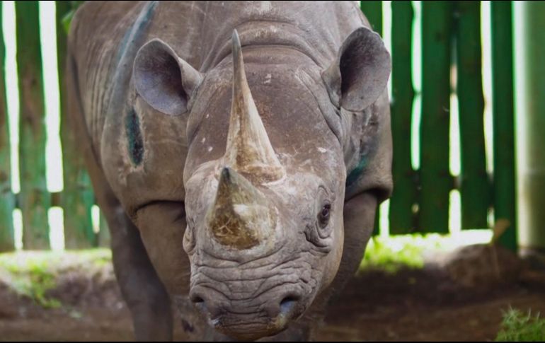 La esperanza de vida de los rinocerontes se sitúa entre los 37 y los 43 años en libertad, pero pueden vivir una década más en cautiverio, según la autoridad de Ngorongoro. EFE / EPA / S. Nsyuka