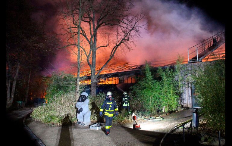 El fuego se progagó con rapidez en el recinto de los monos del zoológico de Krefeld.