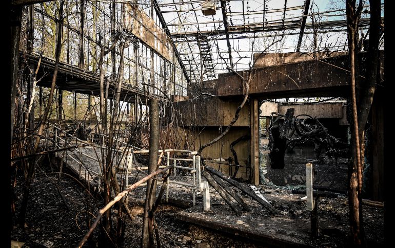 Autoridades han abierto una investigación por incendio provocado por acción negligente.