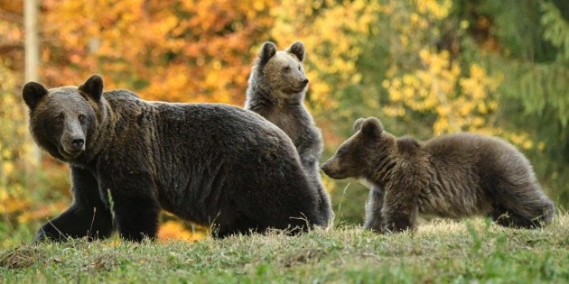 Rescata Profepa en 2019 m&aacute;s de 4 mil 500 especies