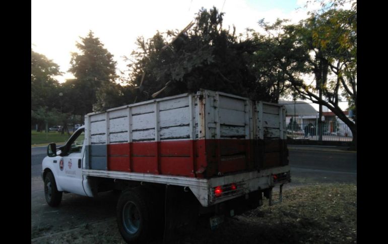 Abre Guadalajara centros de acopio de árboles navideños
