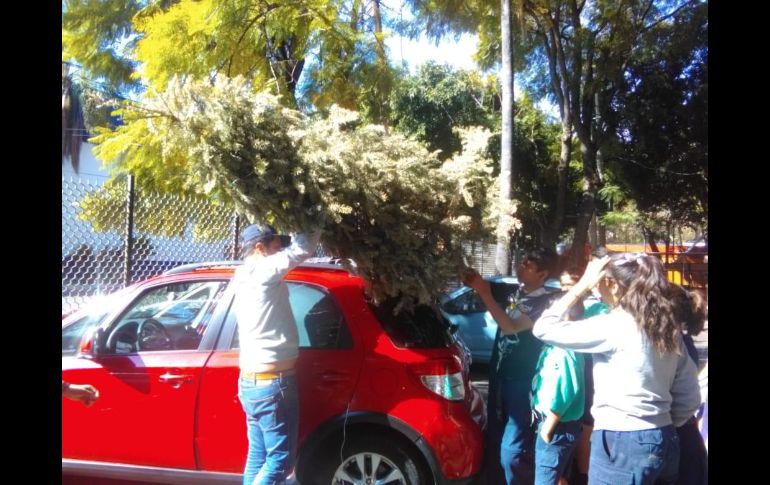 Abre Guadalajara centros de acopio de árboles navideños