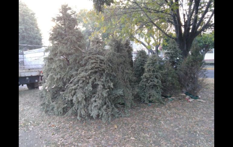 Abre Guadalajara centros de acopio de árboles navideños