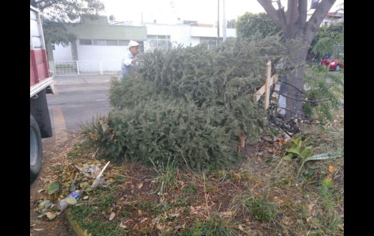 Abre Guadalajara centros de acopio de árboles navideños