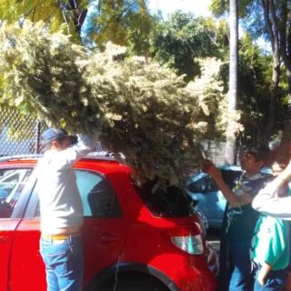Abre Guadalajara centros de acopio de árboles navideños