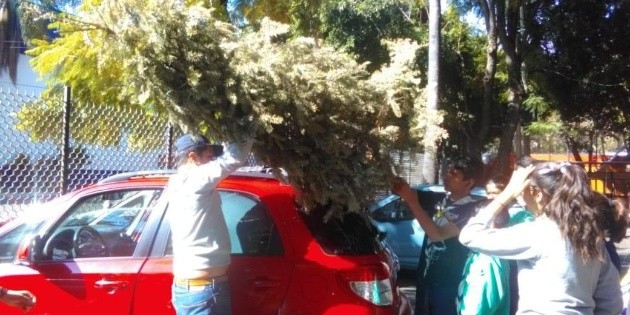 Abre Guadalajara centros de acopio de &aacute;rboles navide&ntilde;os