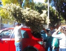 Una parte de estos árboles son convertidos en mulch, es decir, en una cubierta o capa de material orgánico que ayuda a proteger el suelo y generar mejores condiciones de medio ambiente. ESPECIAL/