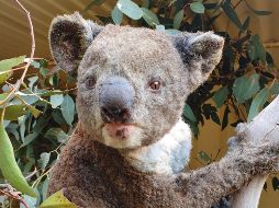 Un koala rescatado tras resultar herido por un incendio en la isla Canguro. AP/Kangaroo Island Wildlife Park/D. Mitchell