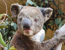 Un koala rescatado tras resultar herido por un incendio en la isla Canguro. AP/Kangaroo Island Wildlife Park/D. Mitchell