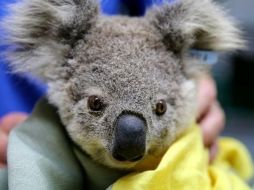 Los incendios han sido particularmente trágicos para los koalas. GETTY IMAGES