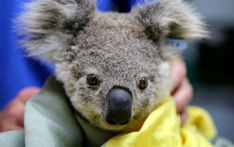 Los incendios han sido particularmente trágicos para los koalas. GETTY IMAGES