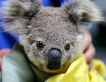 Los incendios han sido particularmente trágicos para los koalas. GETTY IMAGES