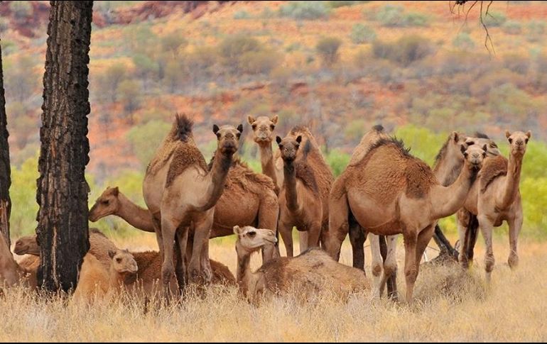 Los camellos fueron traídos a Australia en el siglo XIX y desde entonces se han convertido en salvajes. GETTY IMAGES