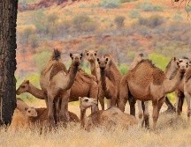 Los camellos fueron traídos a Australia en el siglo XIX y desde entonces se han convertido en salvajes. GETTY IMAGES