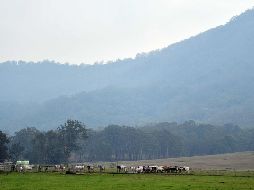 Ganado pasta mientras llueve en Nowra, en el estado de Nueva Gales del Sur. AFP/S. Khan